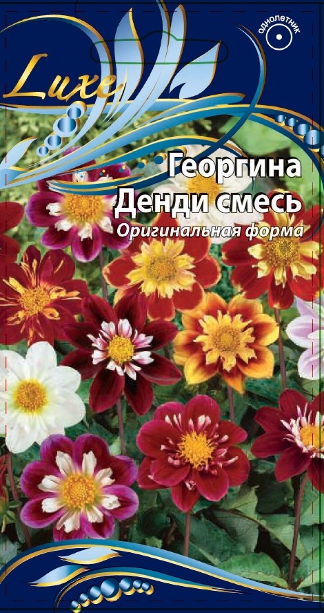 Георгины денди. Георгины Денди смесь. Однолетние георгины Денди.